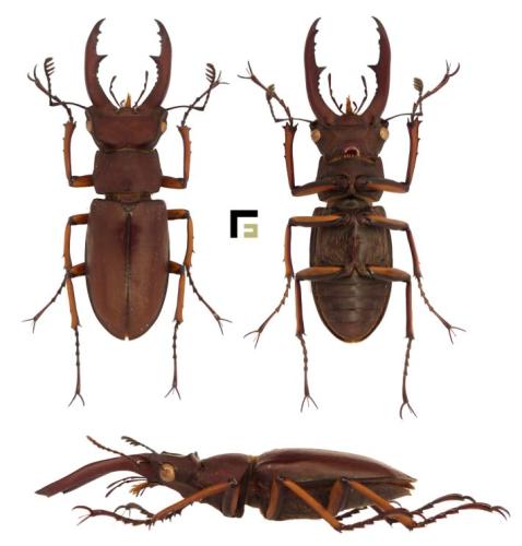 Réf. 294 277 : Lucanus marazziorum